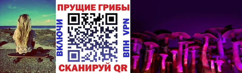Галлюциногенные грибы Psilocybe  Горячий Ключ 